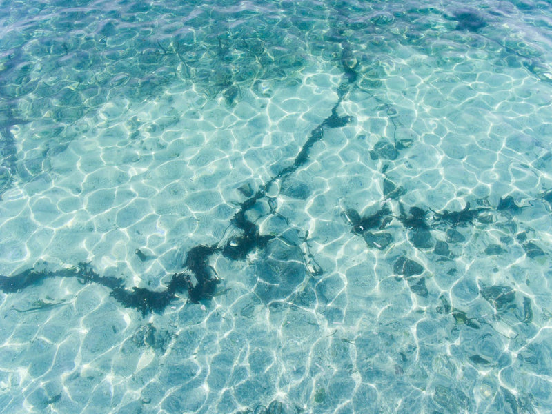 Clear, still water surface.