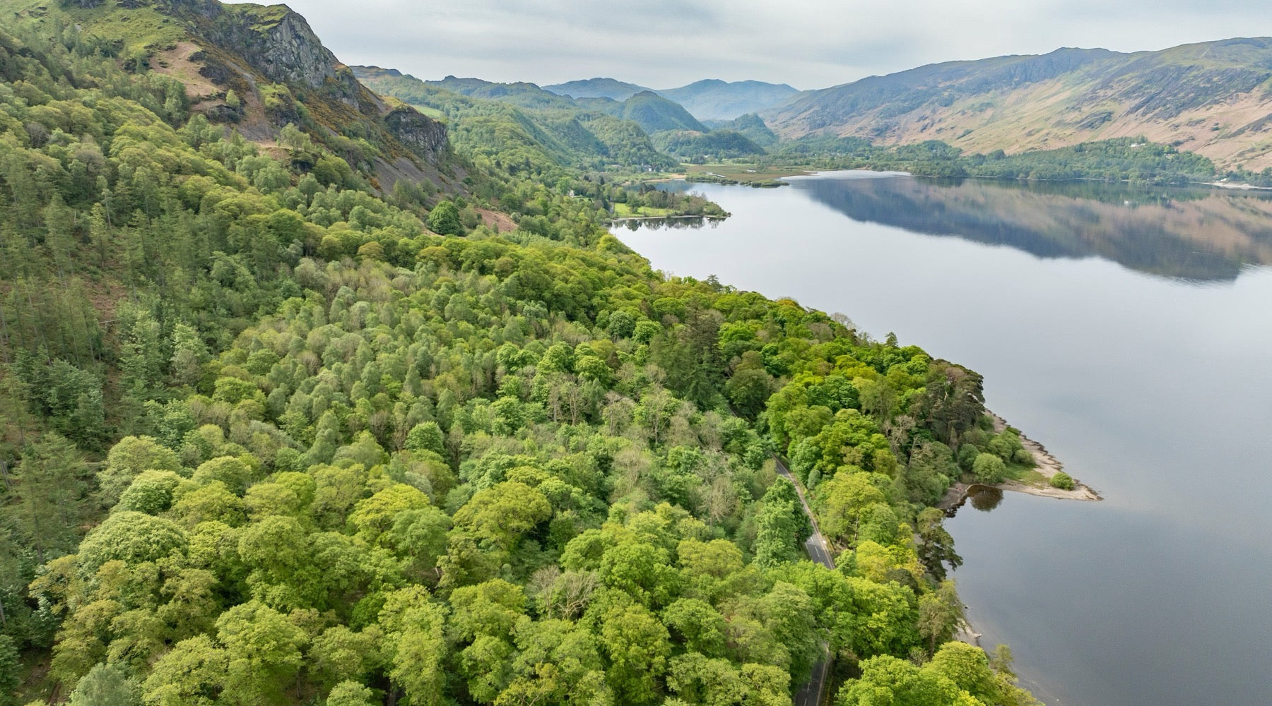 The Cumbrian forest where Telos cedar is sourced.